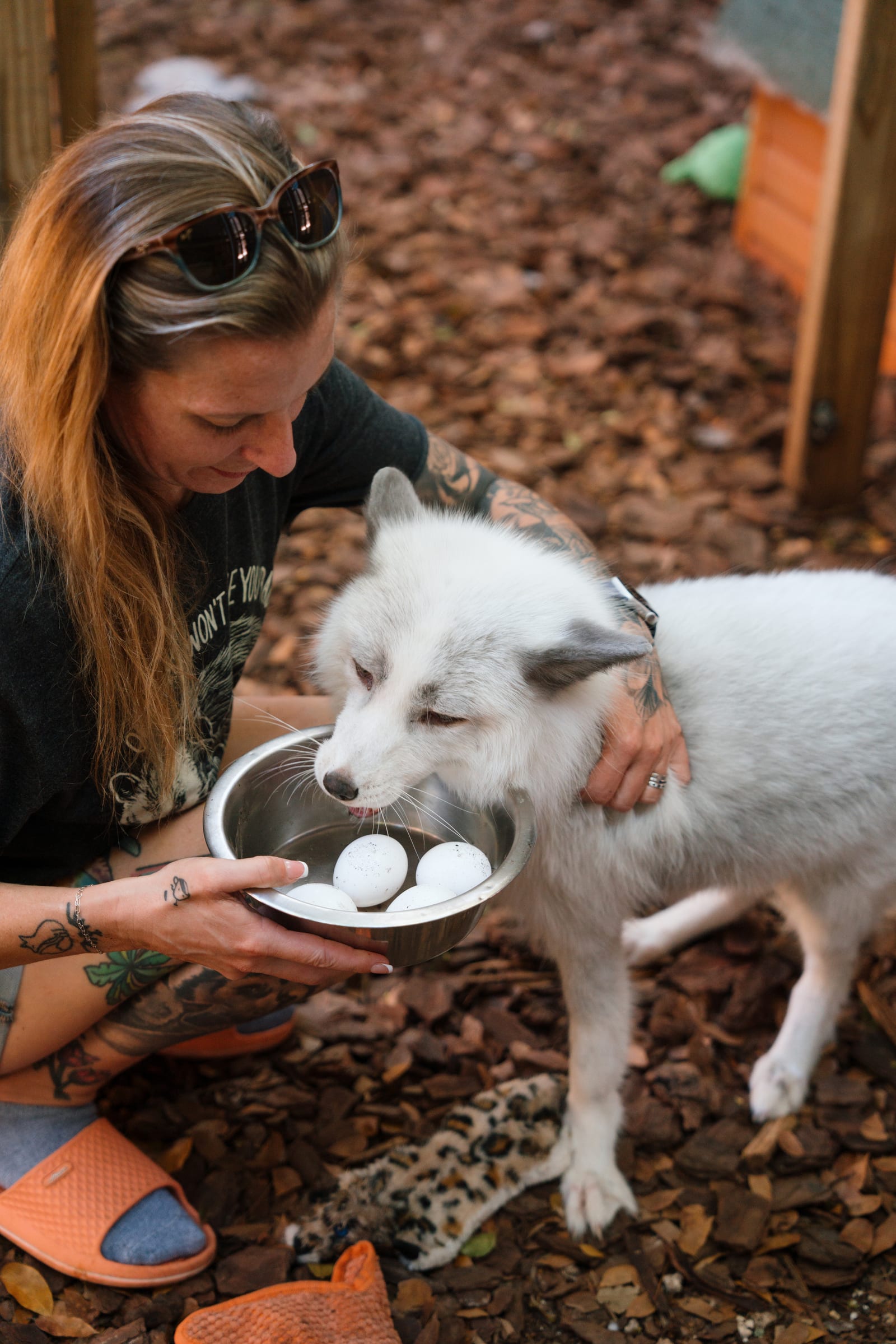 An arctic fox engaging with caregiver enrichment at Pawsitive Beginnings sanctuary