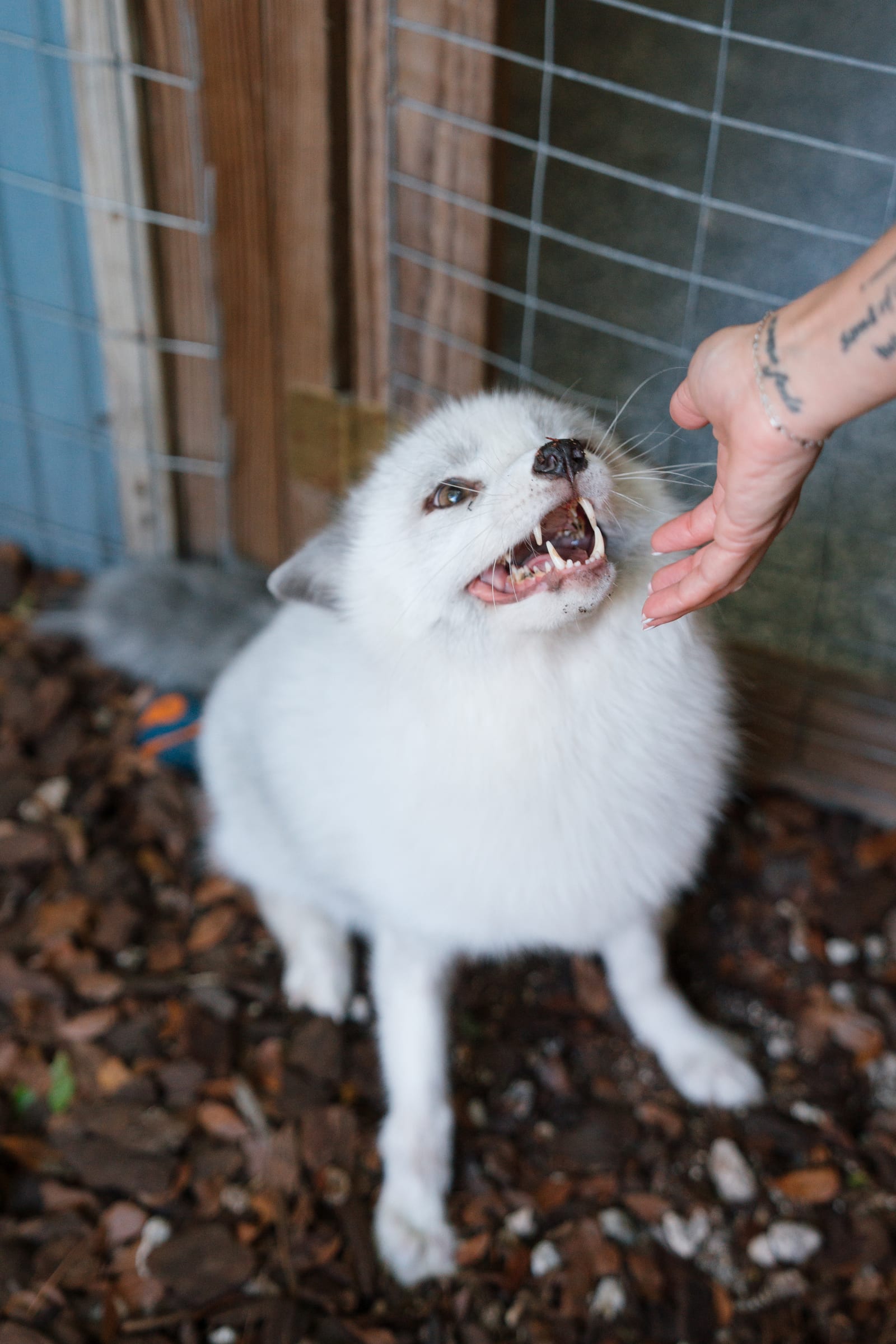 A rescued fox at Pawsitive Beginnings looking quietly into the distance