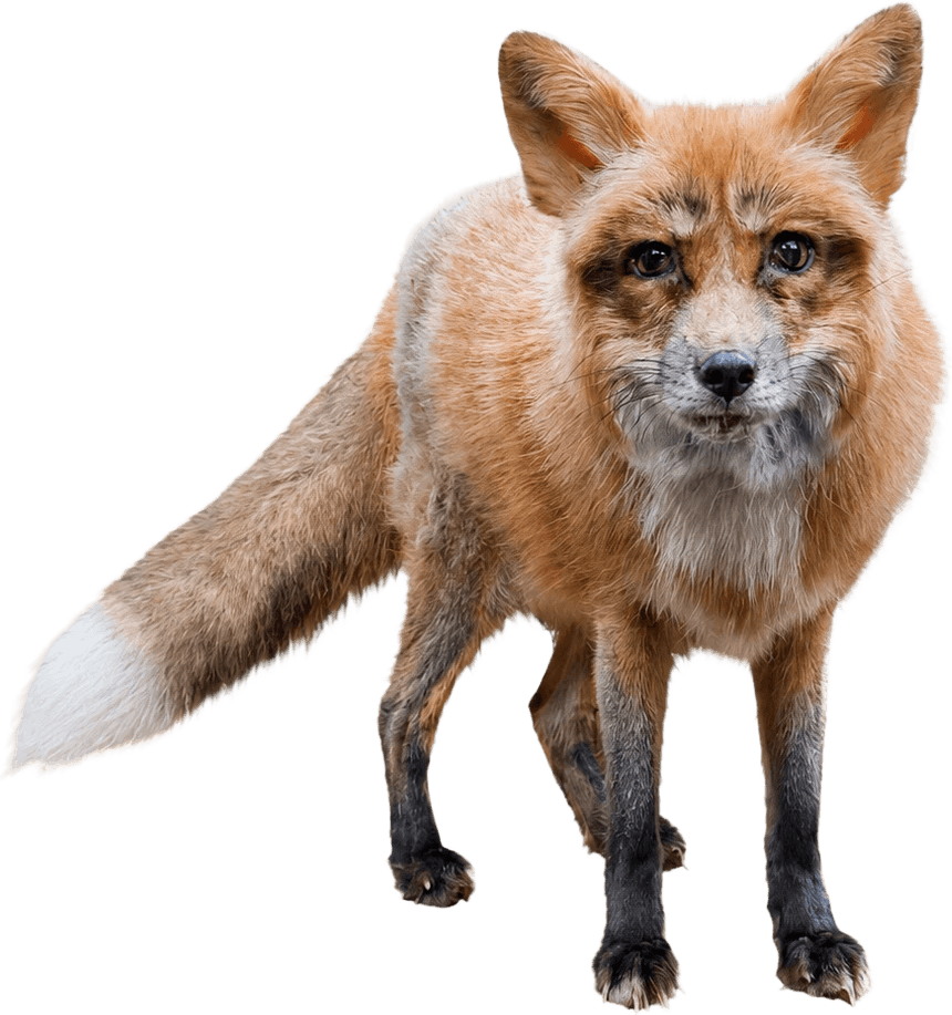 Rescued fox at Pawsitive Beginnings — photo 5