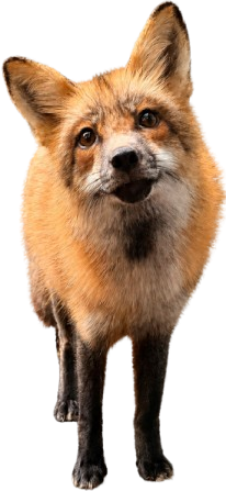 Rescued fox at Pawsitive Beginnings sanctuary