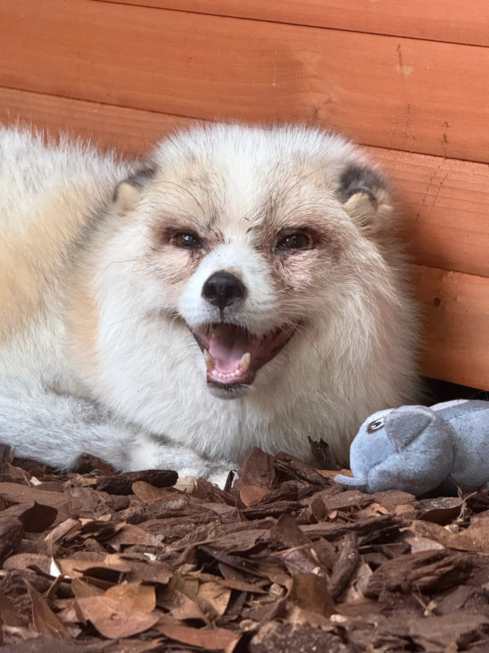 Pawsitive Beginnings nonprofit tax filing on ProPublica Nonprofit Explorer