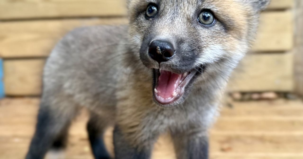 Revitalizing the Emotional Lives of Deeply Traumatized Foxes