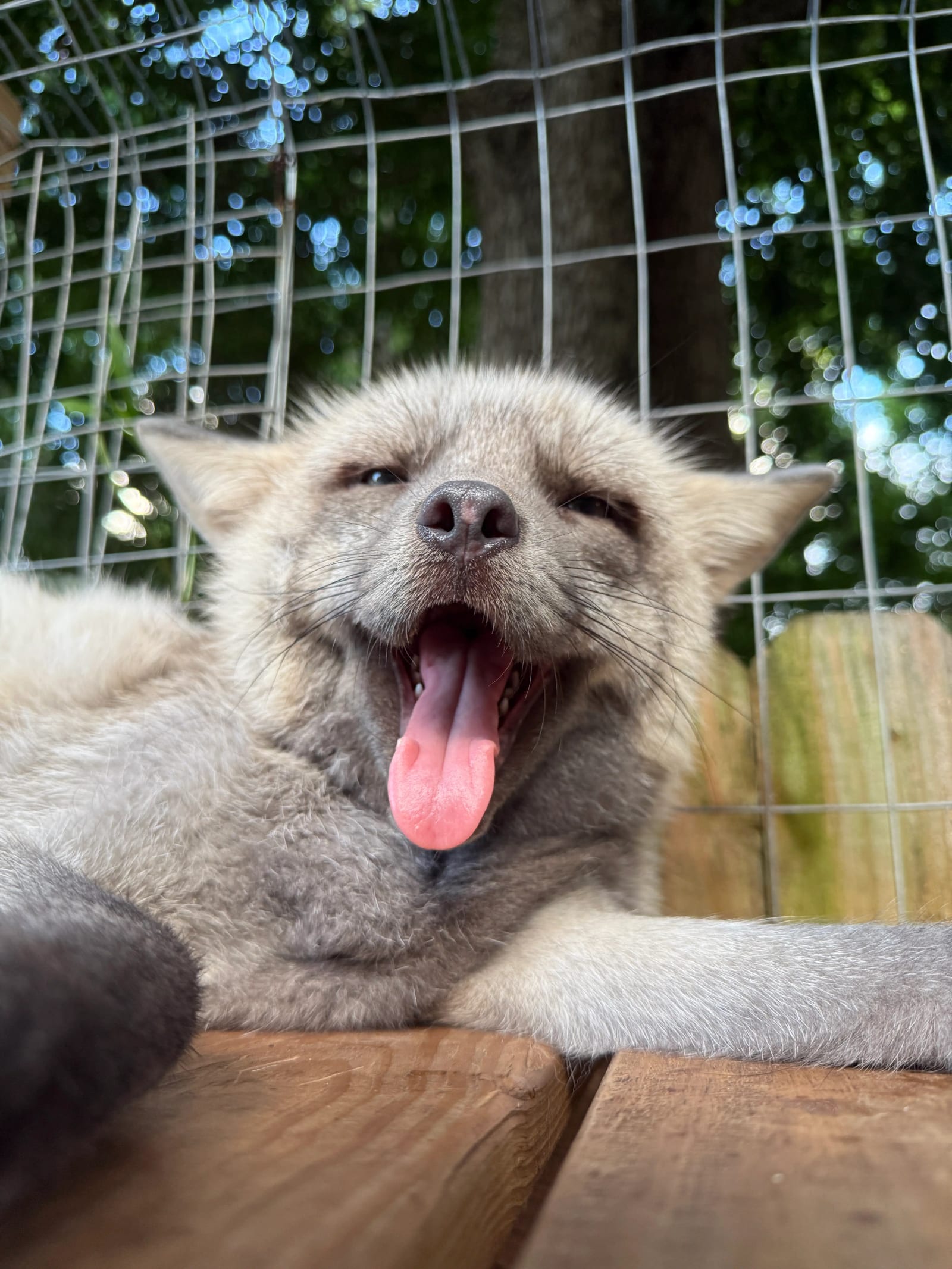 Caregiver providing daily meals and bedding for a rescued fox