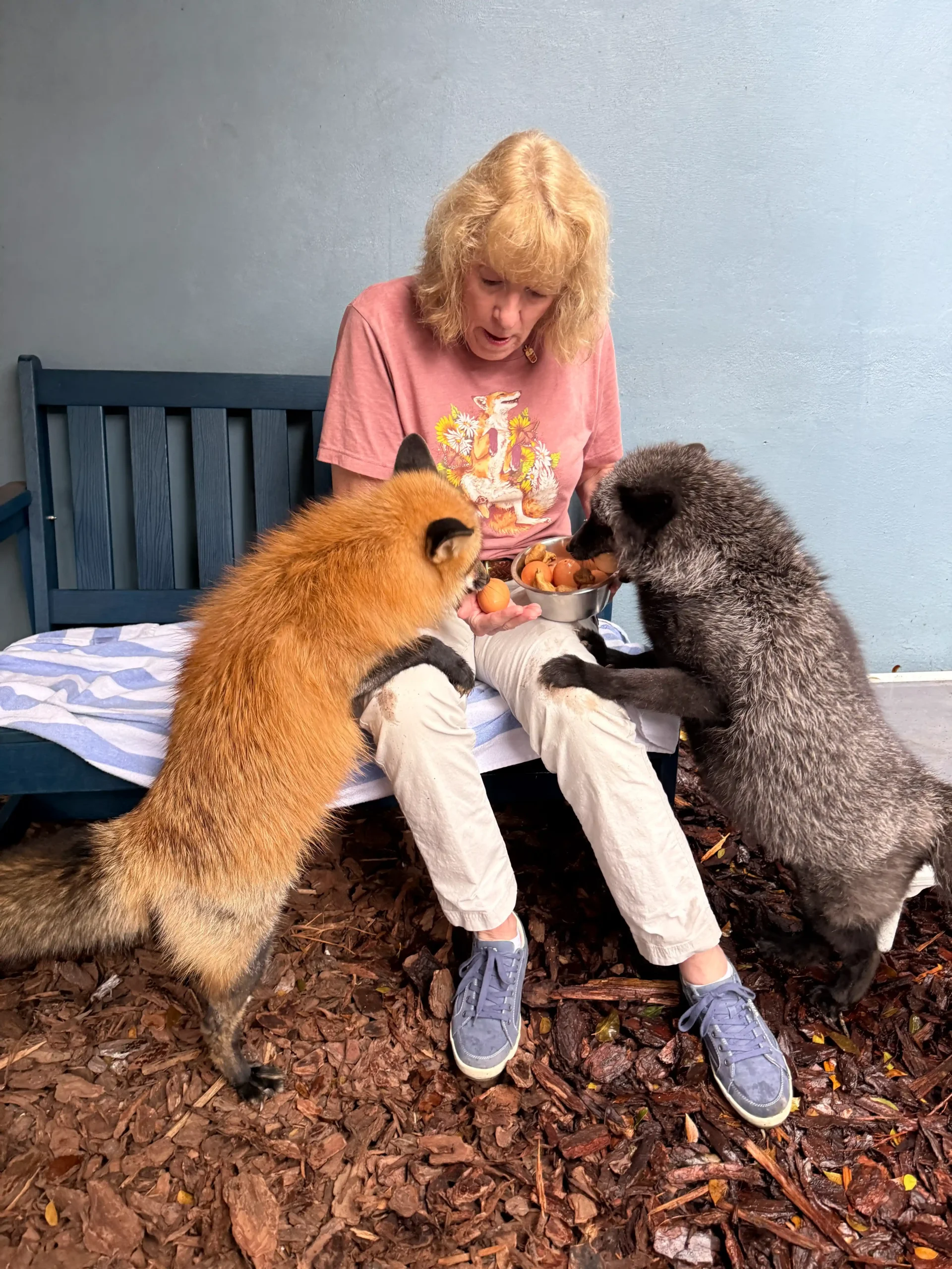 A woman hand-feeding eggs to two rescued foxes, one with black fur and one with red fur.