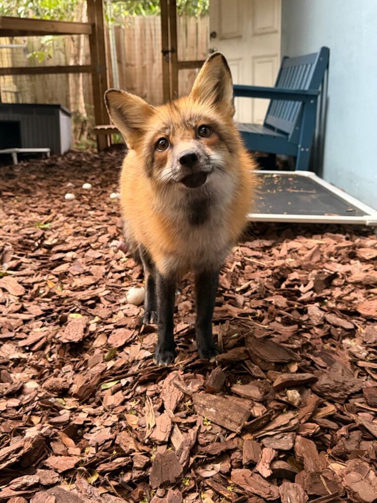 Isla