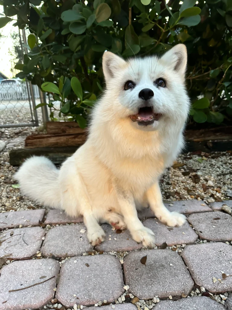 Jasper