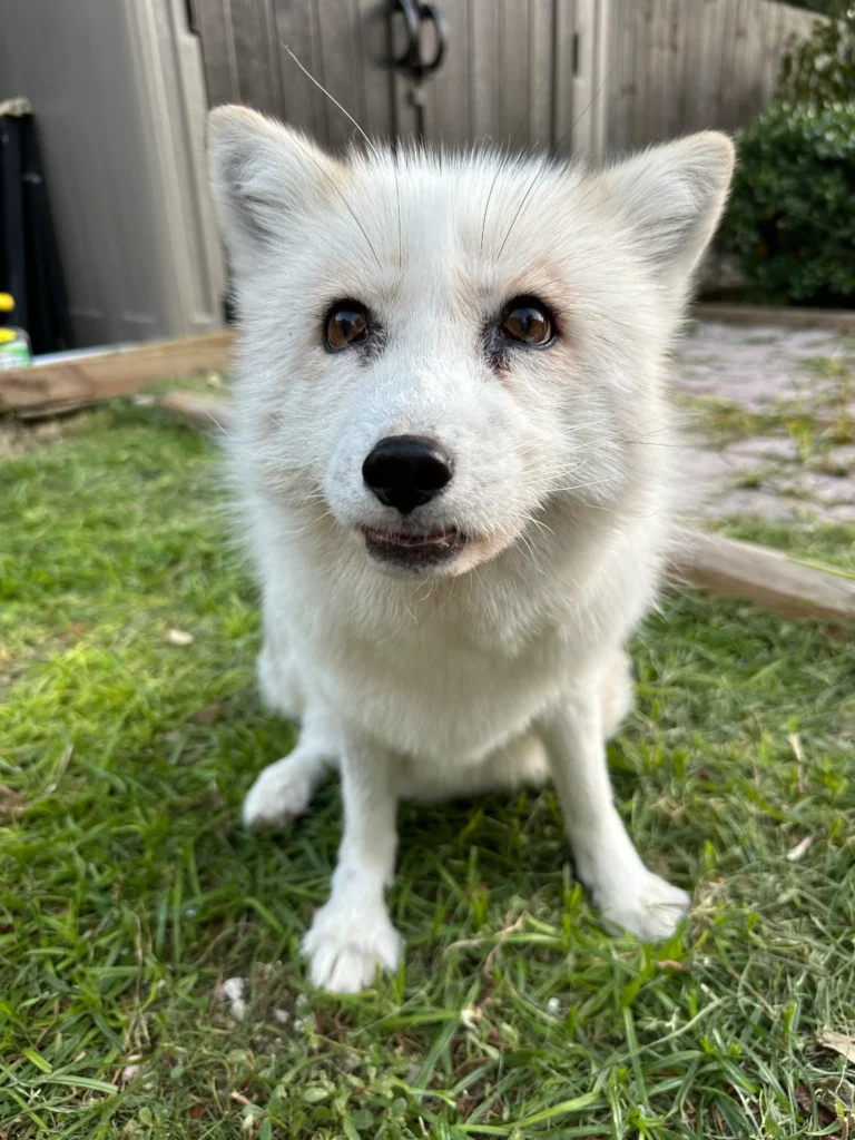 Jasper