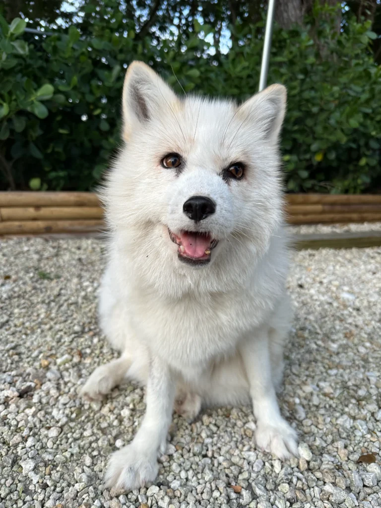 Jasper