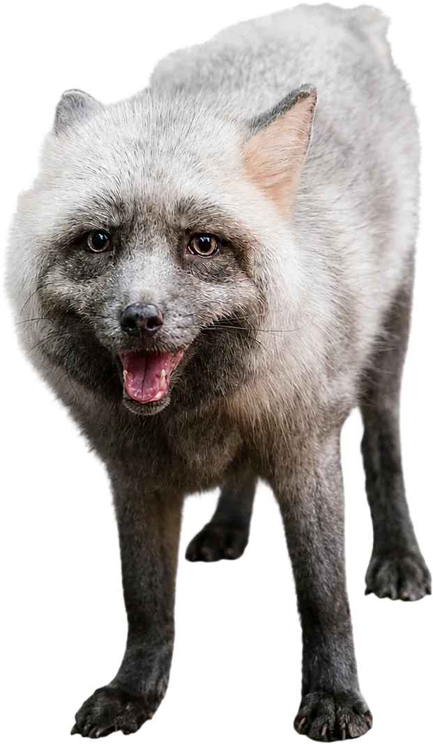 Rescued fox at Pawsitive Beginnings — photo 4
