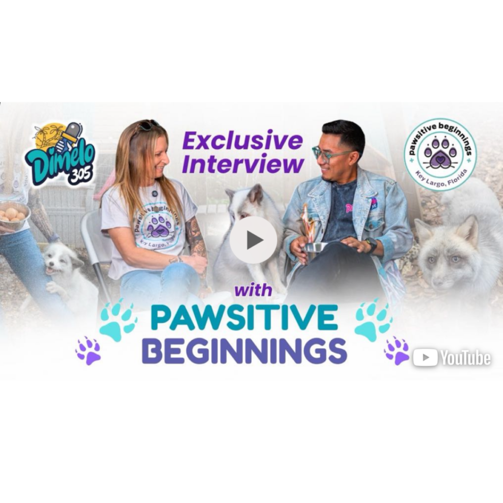 Surrounded by Foxes! Interviewing Nicole Navarro | founder of Pawsitive Beginnings Fox Sanctuary