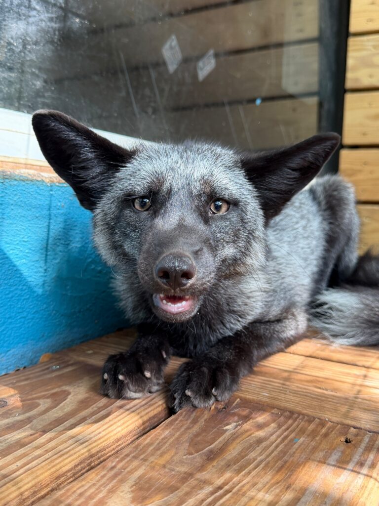 Mako